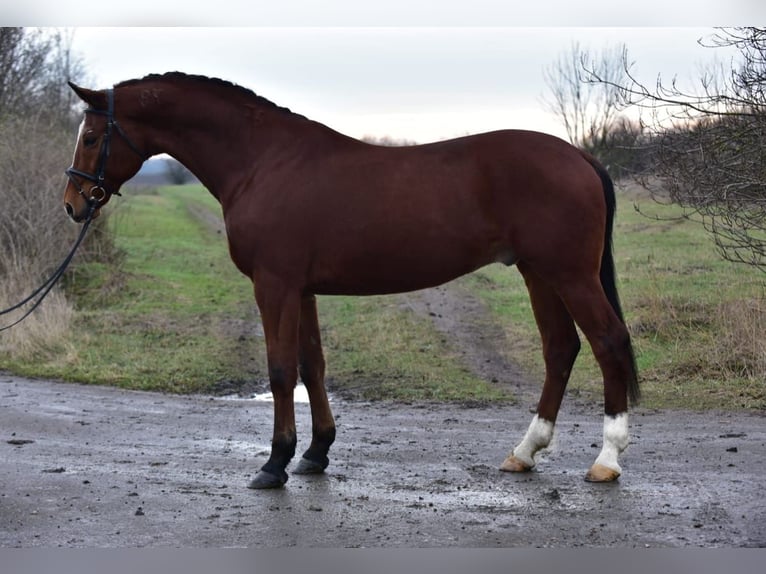Hungarian Sport Horse Gelding 9 years 16,1 hh Bay in Kecskem&#xE9;t