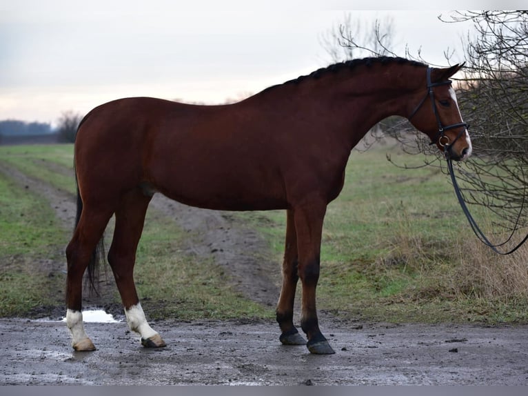 Hungarian Sport Horse Gelding 9 years 16,1 hh Bay in Kecskem&#xE9;t