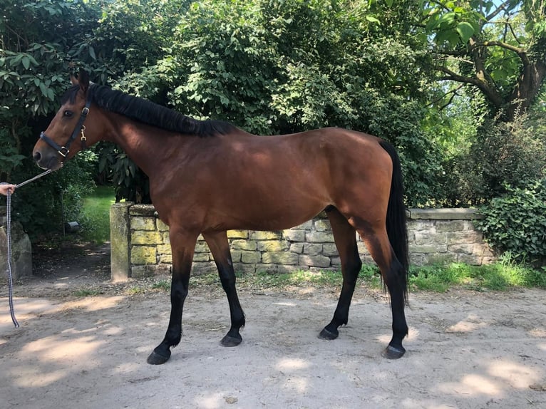 Hungarian Sport Horse Gelding 9 years 16,1 hh Brown in Ha&#xDF;loch