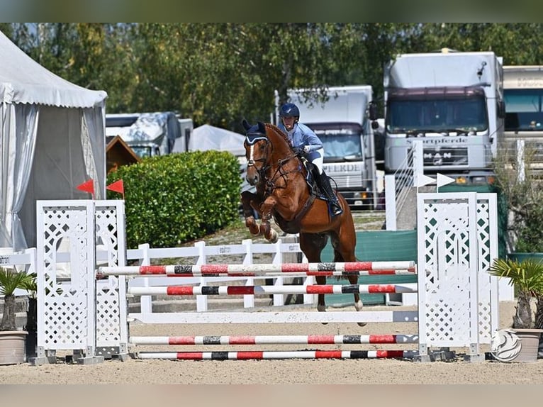 Hungarian Sport Horse Gelding 9 years 16,2 hh Chestnut-Red in Allershausen