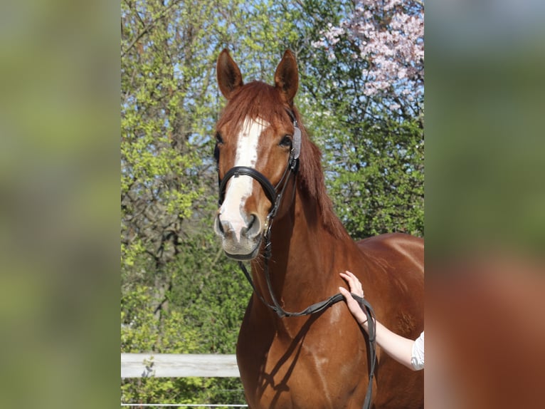 Hungarian Sport Horse Gelding 9 years 17.3 hh Chestnut-Red in Tulln