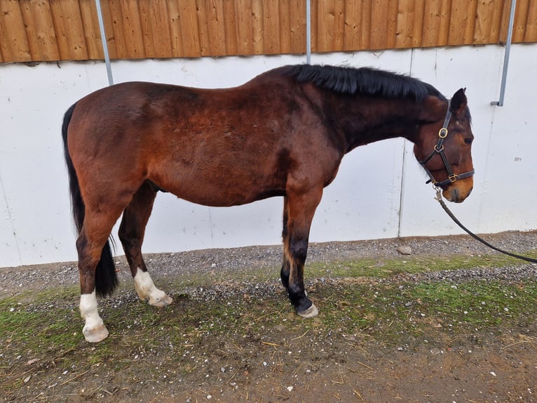 Hungarian Sport Horse Gelding 9 years Brown in Aying