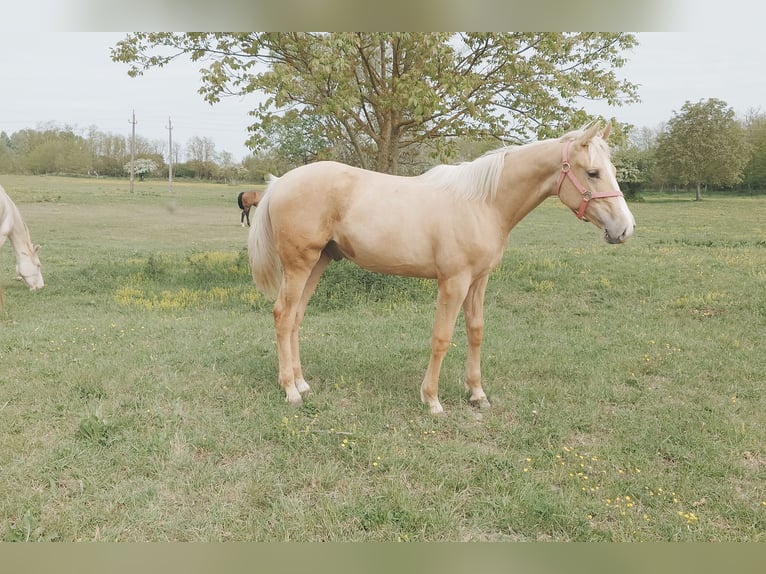 Hungarian Sport Horse Gelding Foal (01/2026) 15.1 hh Palomino in Marcali