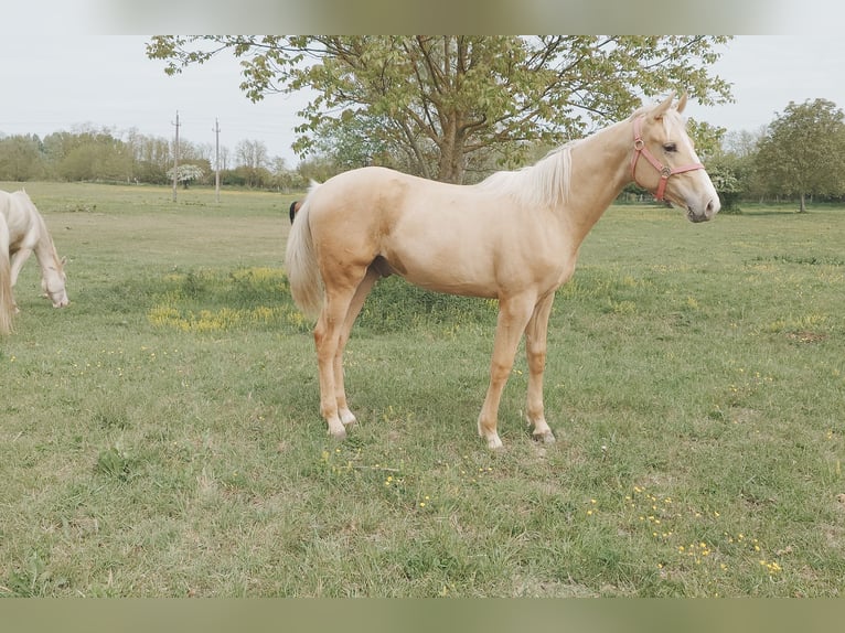 Hungarian Sport Horse Gelding Foal (01/2026) 15.1 hh Palomino in Marcali