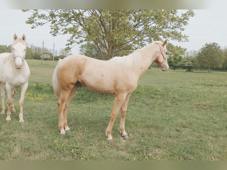 Hungarian Sport Horse Gelding Foal (01/2026) 15.1 hh Palomino in Marcali