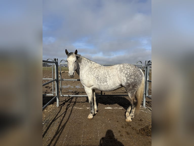 Hungarian Sport Horse Mare 10 years 15.1 hh Grey-Dapple in Oberndorf
