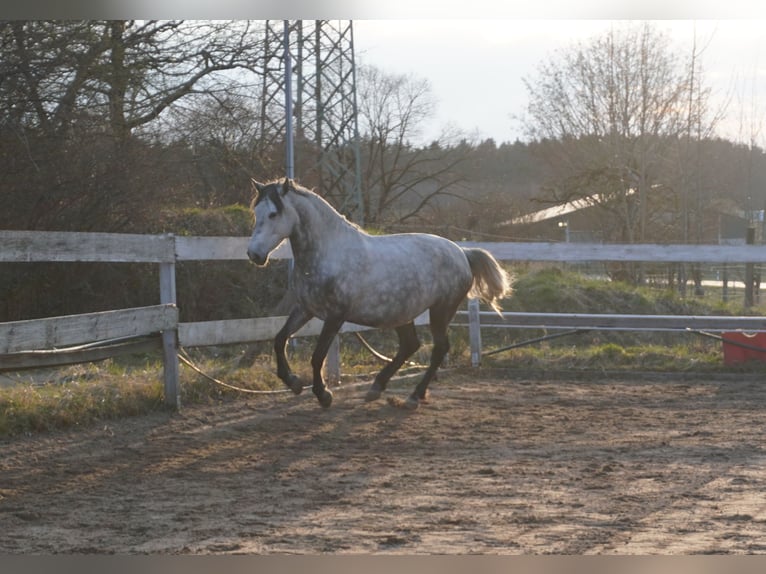 Hungarian Sport Horse Mare 10 years 15.1 hh Grey in Gauting