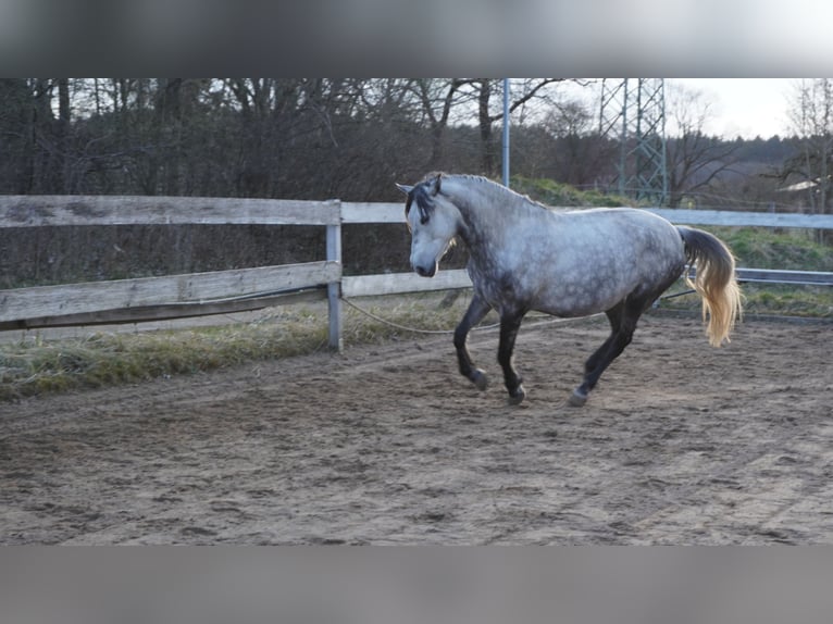 Hungarian Sport Horse Mare 10 years 15.1 hh Grey in Gauting