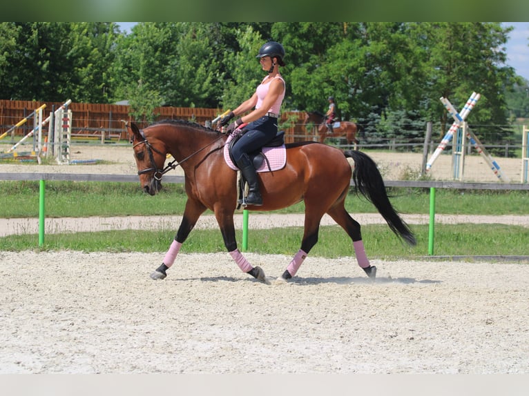 Hungarian Sport Horse Mix Mare 10 years 15,2 hh Bay in Gönyű