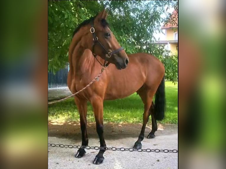 Hungarian Sport Horse Mare 10 years 15,2 hh Brown in Darmstadt