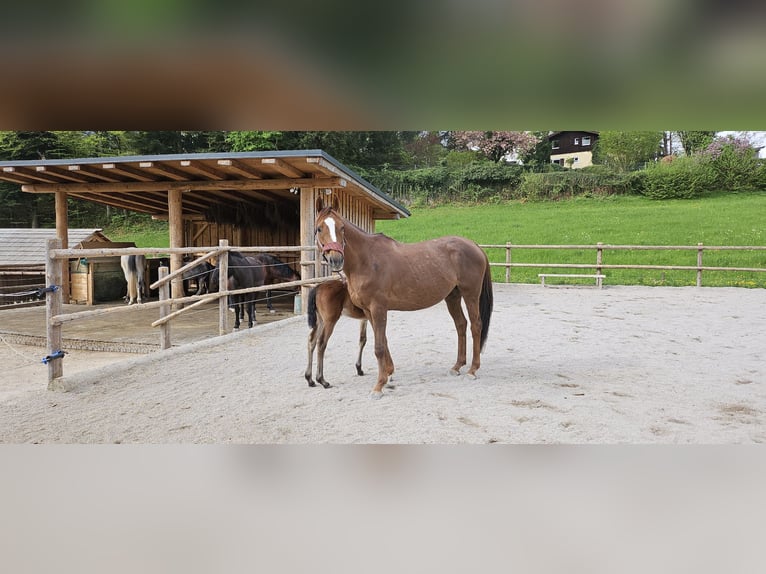 Hungarian Sport Horse Mare 10 years 15,2 hh Chestnut-Red in St Wolfgang