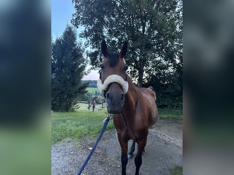 Hungarian Sport Horse Mix Mare 10 years 15,3 hh Bay in Pöllau