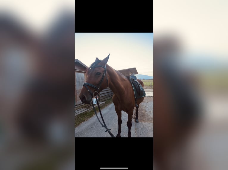 Hungarian Sport Horse Mix Mare 10 years 15,3 hh Brown in Pöllau