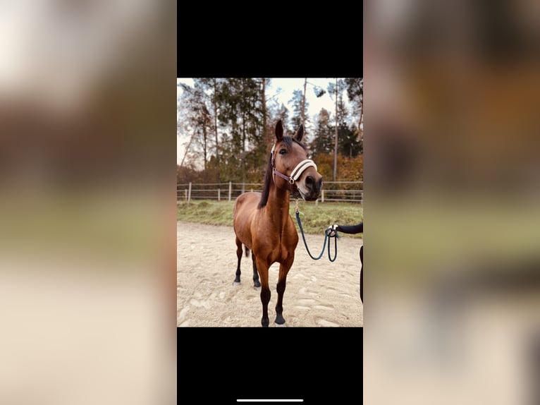 Hungarian Sport Horse Mix Mare 10 years 15,3 hh Brown in Pöllau