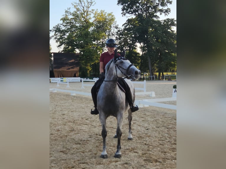 Hungarian Sport Horse Mare 10 years 15,1 hh Grey-Dapple in Oberndorf