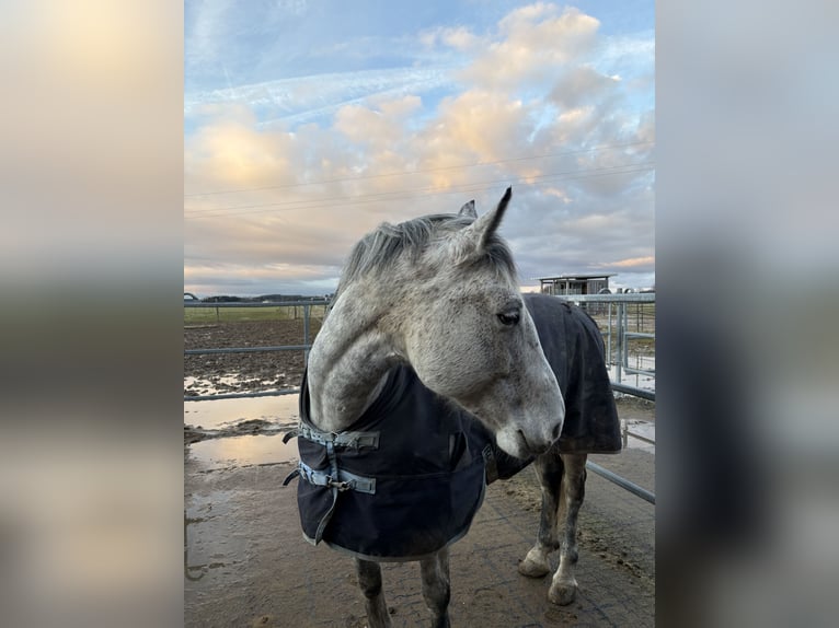 Hungarian Sport Horse Mare 10 years 15,1 hh Grey-Dapple in Oberndorf