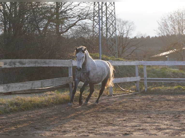 Hungarian Sport Horse Mare 10 years 15,1 hh Grey in Gauting