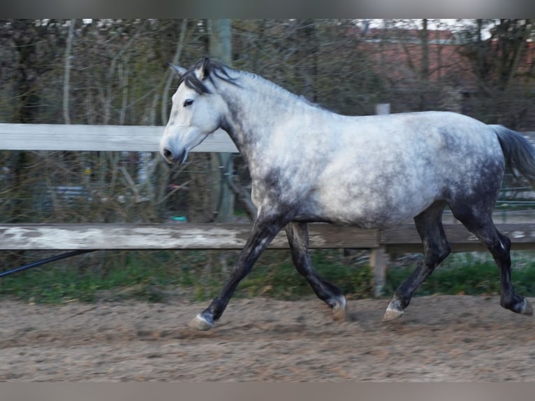 Hungarian Sport Horse Mare 10 years 15,1 hh Grey in Gauting