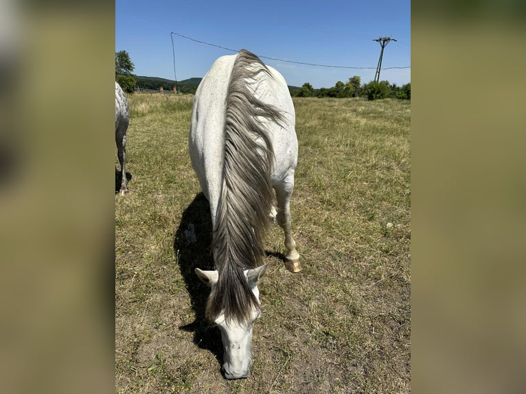 Hungarian Sport Horse Mix Mare 10 years 15,2 hh in Rust