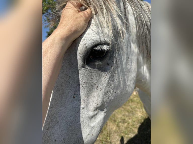 Hungarian Sport Horse Mix Mare 10 years 15,2 hh in Rust