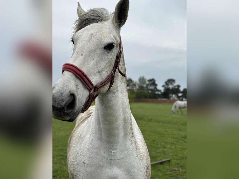 Hungarian Sport Horse Mix Mare 10 years 15,2 hh in Rust