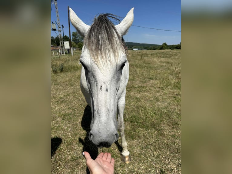 Hungarian Sport Horse Mix Mare 10 years 15,2 hh in Rust