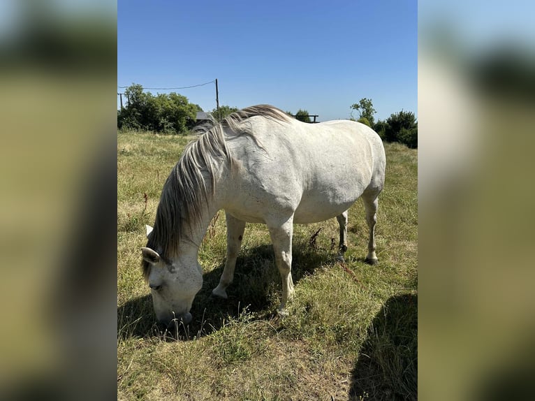 Hungarian Sport Horse Mix Mare 10 years 15,2 hh in Rust