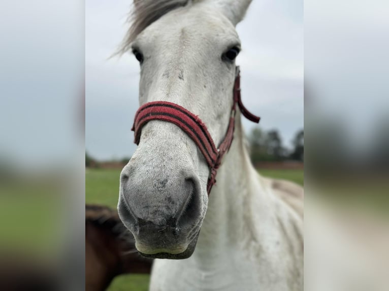 Hungarian Sport Horse Mix Mare 10 years 15,2 hh in Rust