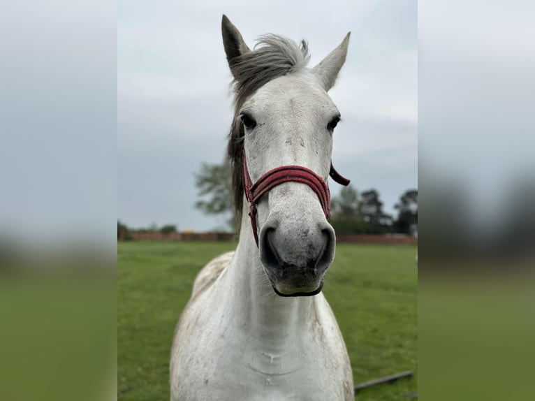 Hungarian Sport Horse Mix Mare 10 years 15,2 hh in Rust