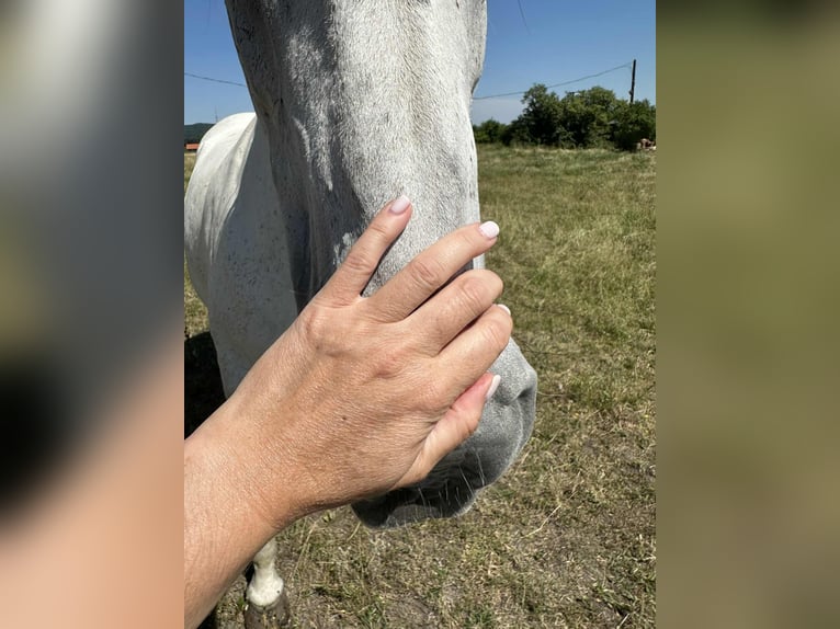Hungarian Sport Horse Mix Mare 10 years 15,2 hh in Rust