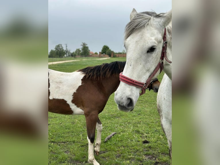 Hungarian Sport Horse Mix Mare 10 years 15,2 hh in Rust