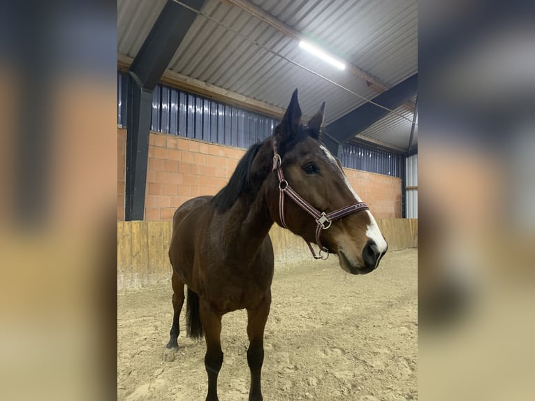 Hungarian Sport Horse Mare 10 years 16,1 hh Bay-Dark in Marburg