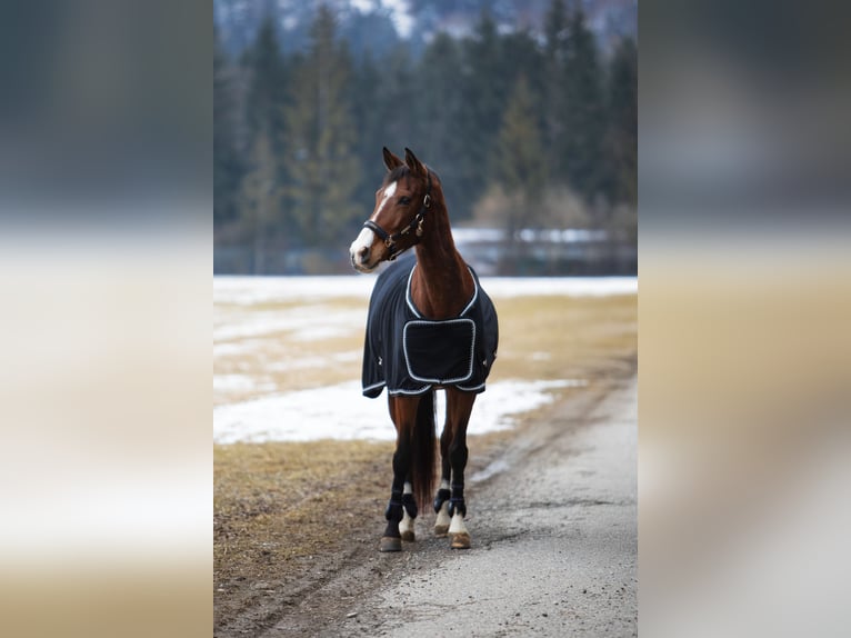 Hungarian Sport Horse Mare 10 years 16.3 hh Brown in Debant