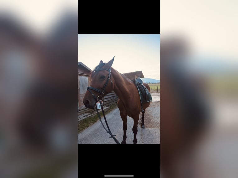 Hungarian Sport Horse Mix Mare 10 years 16 hh Brown in Pöllau