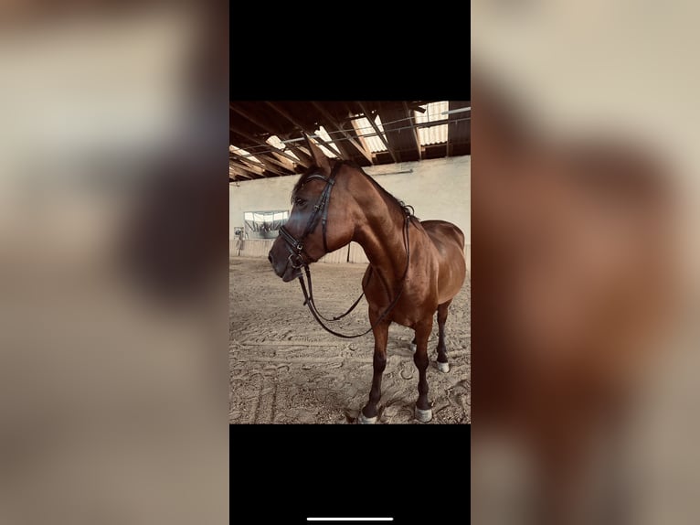 Hungarian Sport Horse Mix Mare 10 years 16 hh Brown in Pöllau