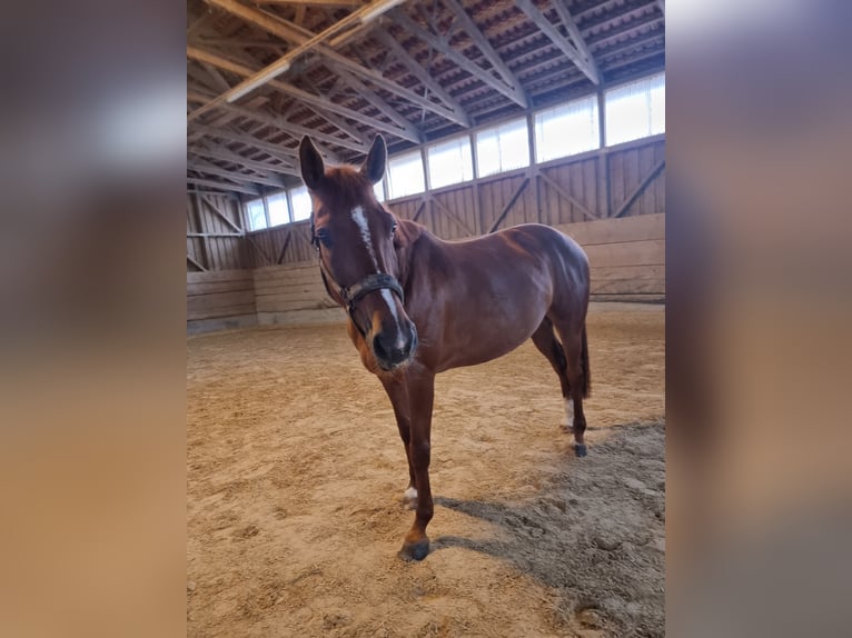 Hungarian Sport Horse Mare 10 years 16 hh Chestnut-Red in Regensburg