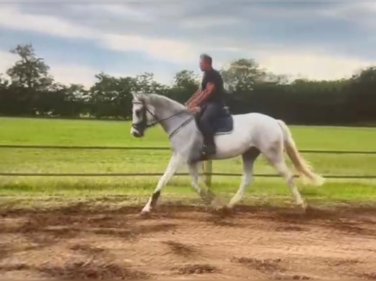 Hungarian Sport Horse Mare 10 years 16 hh Gray in Tass