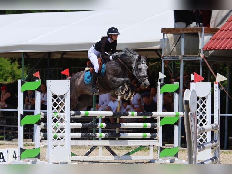 Hungarian Sport Horse Mare 10 years 16 hh Grey in Taszár