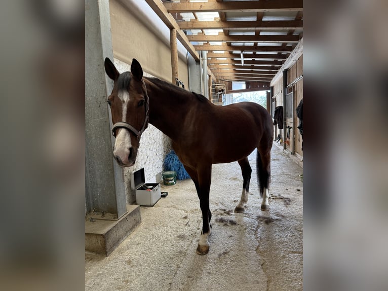 Hungarian Sport Horse Mare 10 years 16,3 hh Brown in Debant