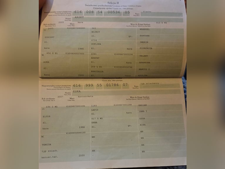 Hungarian Sport Horse Mare 10 years 17 hh Pinto in Békéscsaba