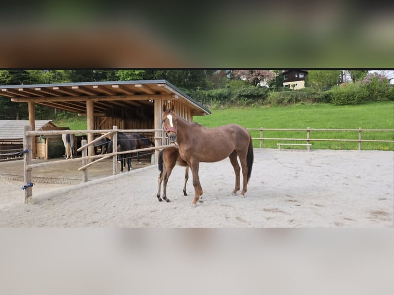 Hungarian Sport Horse Mare 10 years Chestnut-Red in St Wolfgang