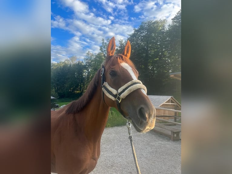 Hungarian Sport Horse Mare 10 years Chestnut-Red in St Wolfgang