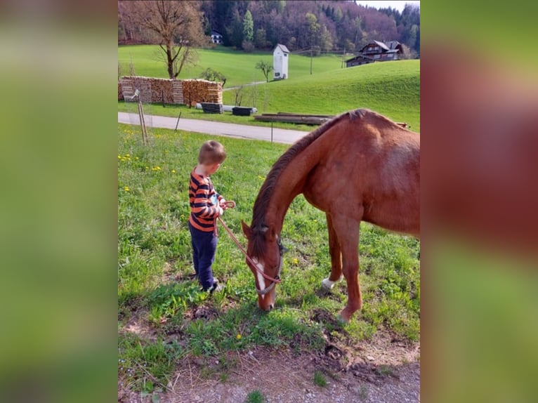 Hungarian Sport Horse Mare 10 years Chestnut-Red in St Wolfgang