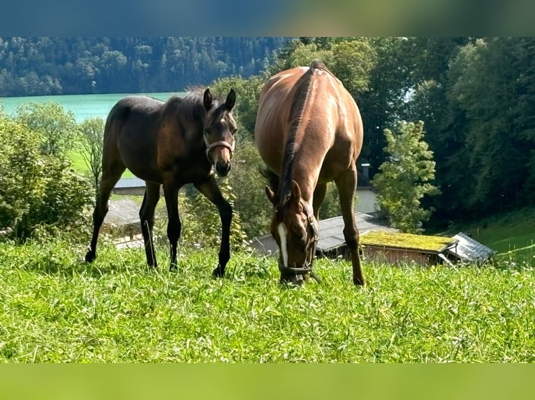 Hungarian Sport Horse Mare 10 years Chestnut-Red in St Wolfgang