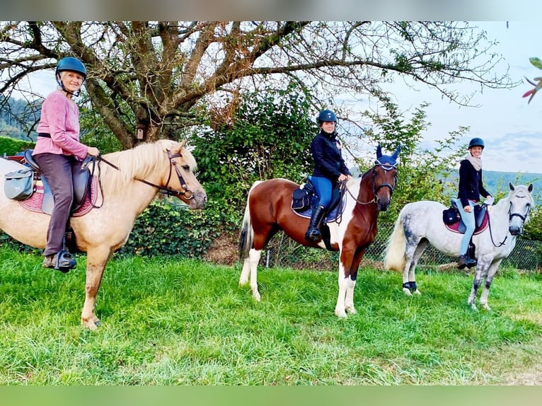 Hungarian Sport Horse Mix Mare 11 years 14.2 hh Grey in Hundsbach