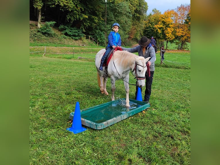 Hungarian Sport Horse Mix Mare 11 years 14.2 hh Grey in Hundsbach