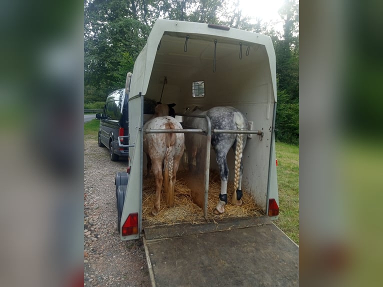 Hungarian Sport Horse Mix Mare 11 years 14.2 hh Grey in Hundsbach