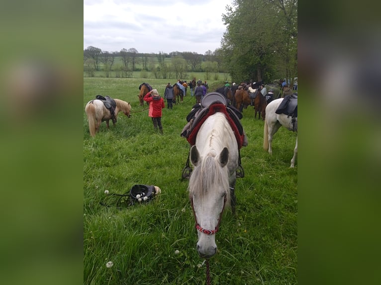 Hungarian Sport Horse Mix Mare 11 years 14.2 hh Grey in Hundsbach