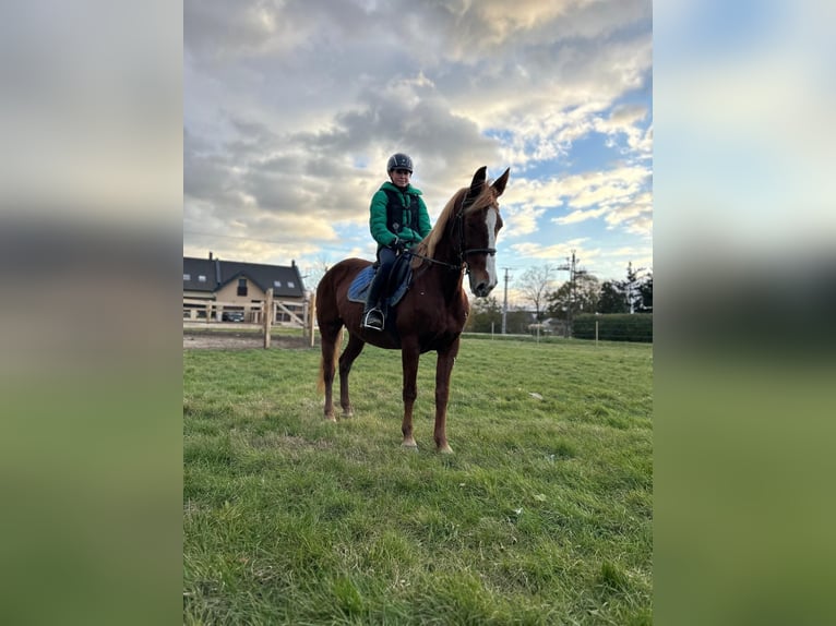 Hungarian Sport Horse Mare 11 years 14,2 hh Chestnut-Red in Langmannersdorf