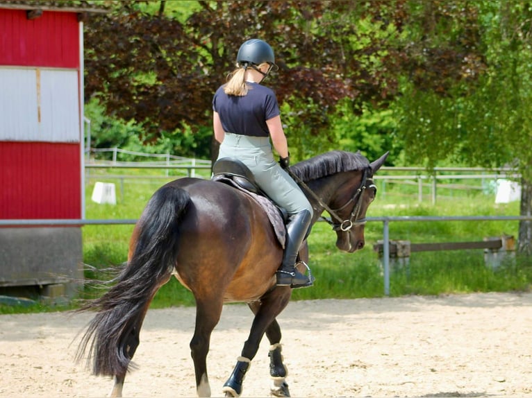 Hungarian Sport Horse Mare 11 years 15.1 hh Brown in Greifenstein